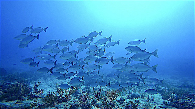Antigua Cade's Reef