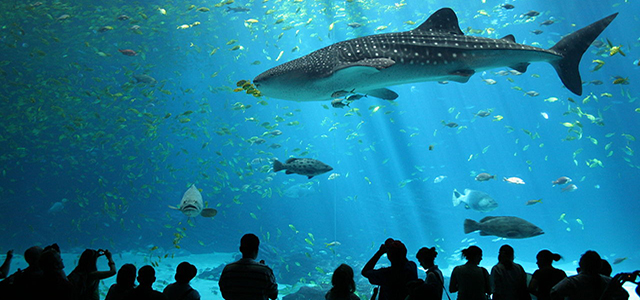 Tour the 6 Coolest Aquariums Around the World With Us hero image