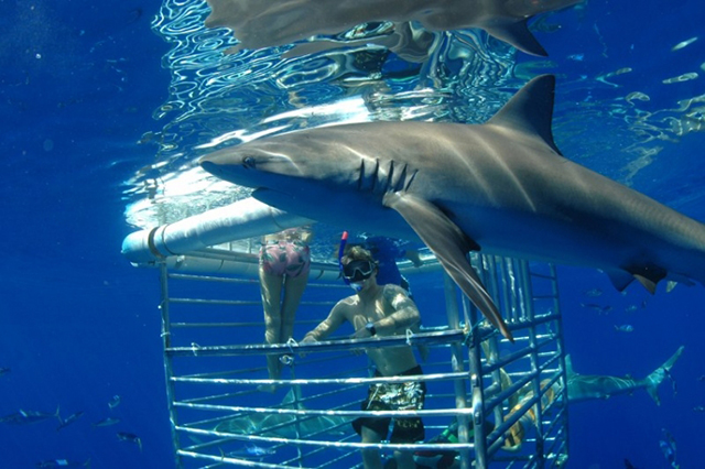 Shark Cage Diving Hawaii