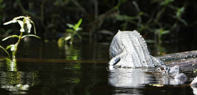 Alligator Adventures Florida