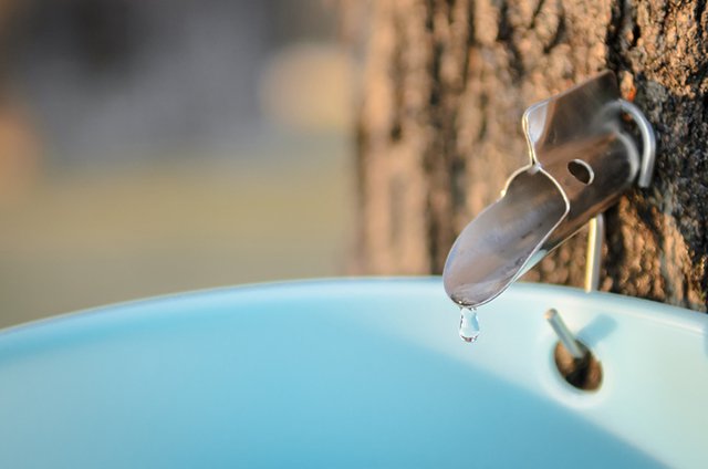 Vermont Maple Syrup