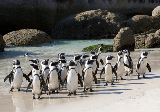Boulders Beach Cape Town