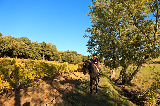 Wineland Horseback Riding
