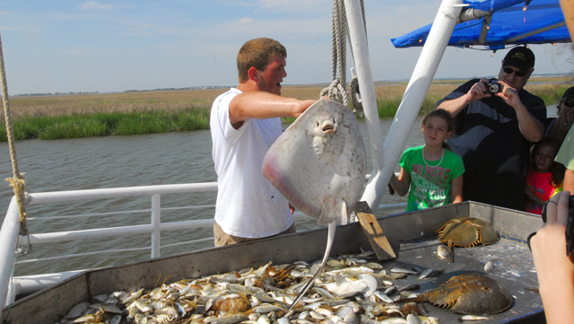 Shrimping in Georgia Travel Fun