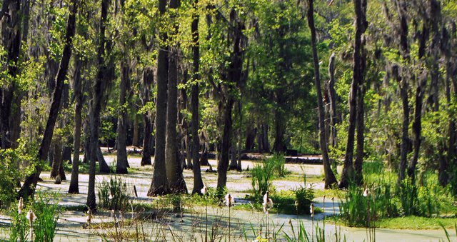 Swamp Garden Charleston South Carolina