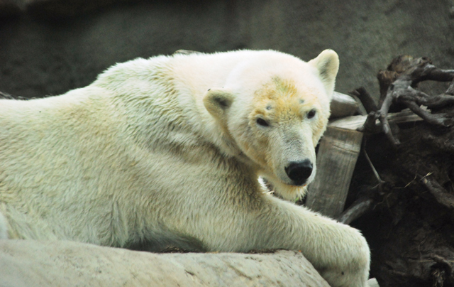 Hotels Close to San Diego Zoo