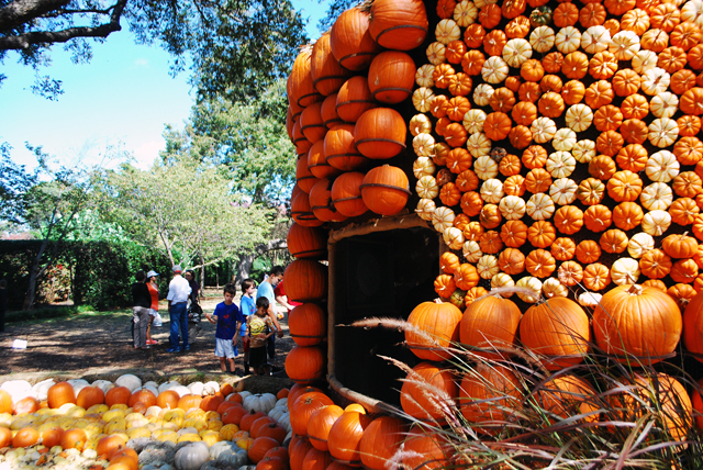 Pumpkin Patch Dallas