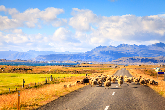 Icelandic Sheep