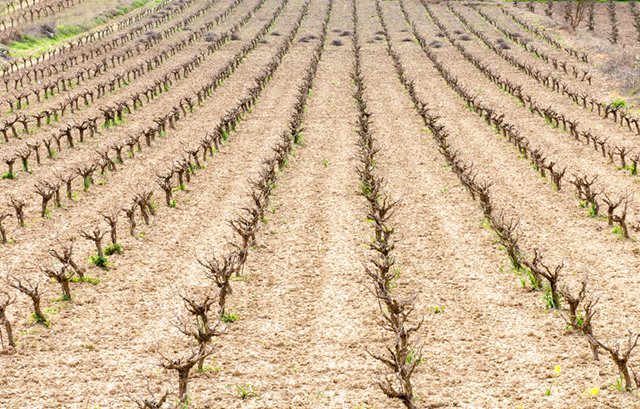 Wine Tasting in Cyprus