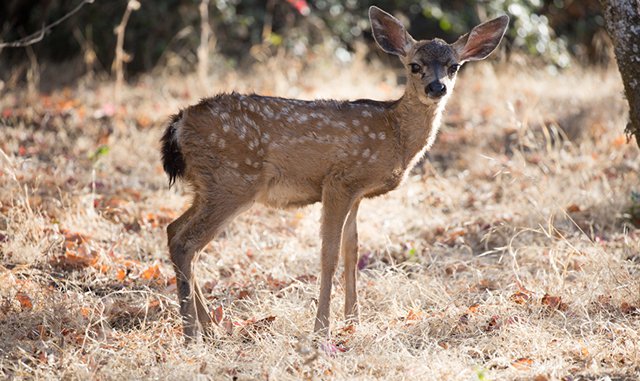 Grand Canyon Wildlife Guide