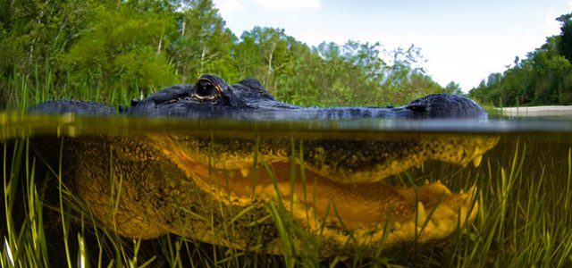 See you Later Gator: What It’s Like to Go Swamp Boating in New Orleans  hero image