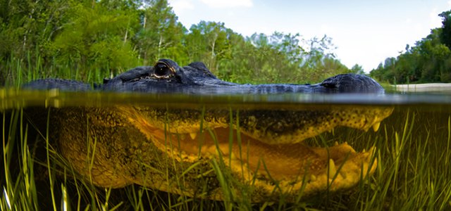 See you Later Gator: What It’s Like to Go Swamp Boating in New Orleans hero image