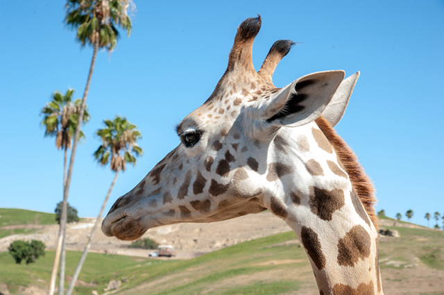 San Diego Zoo Animal Experiences