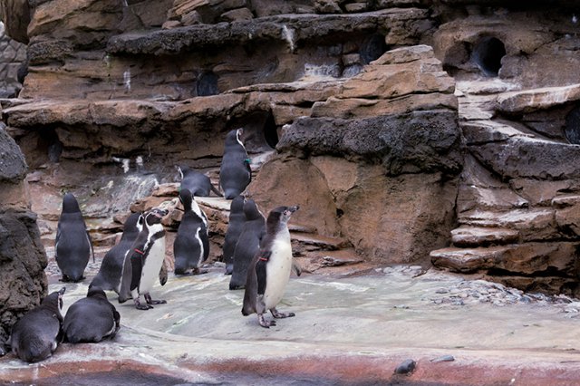 Seattle Aquarium Visitor Tips