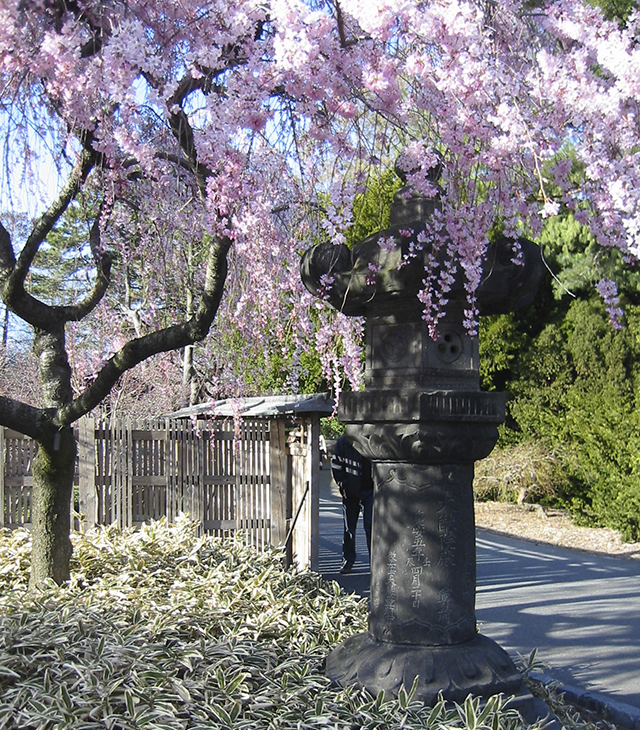 Brooklyn Botanical Gardens