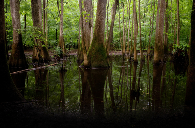 Congaree National Park