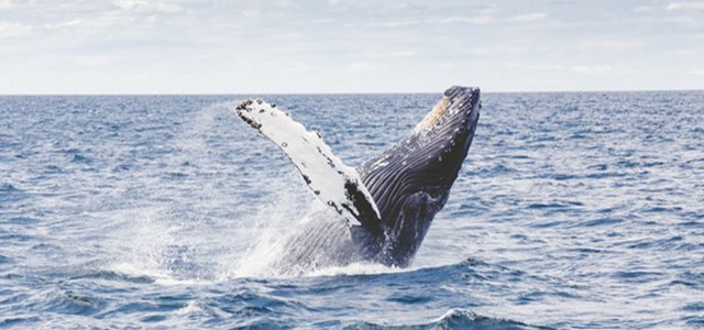 The 5 Best Places to go Whale Watching in the U.S. hero image