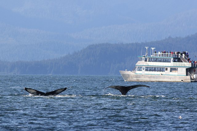 Whale Watching Tours