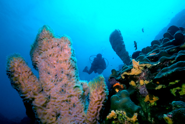Dominica Reef Rodneys Rock