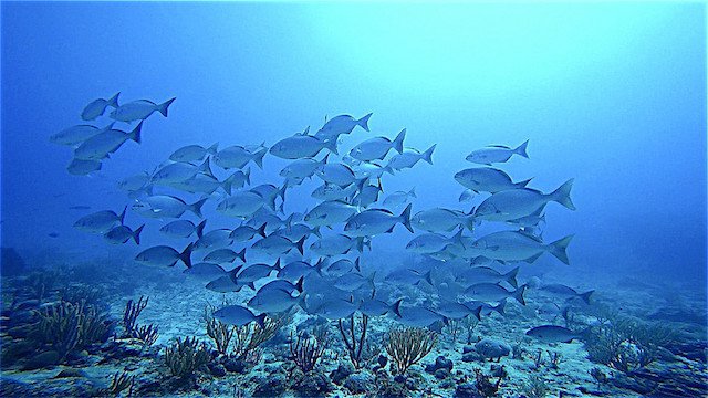 Antigua Cade's Reef