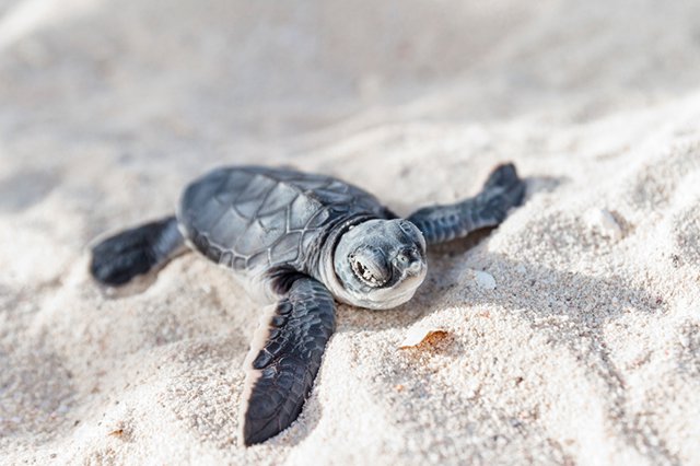 Sea Turtles Costa Rica Conservation