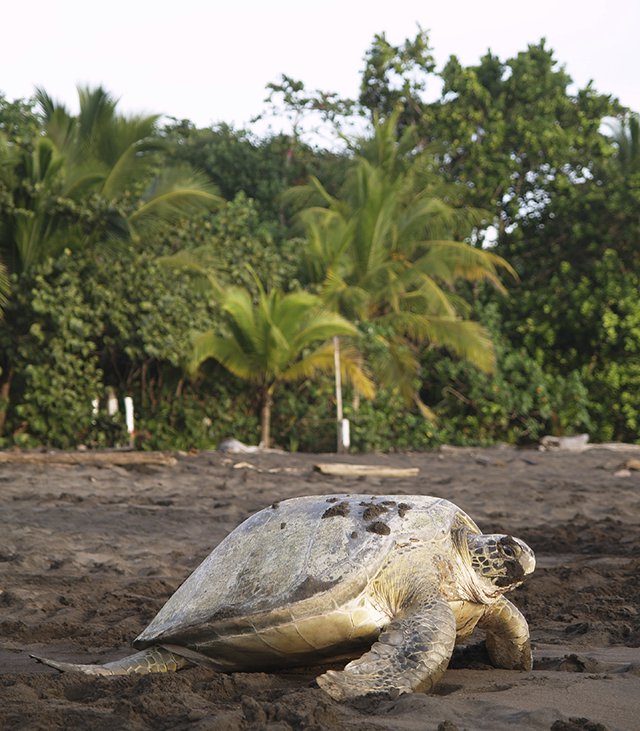 Sea Turtles Costa Rica