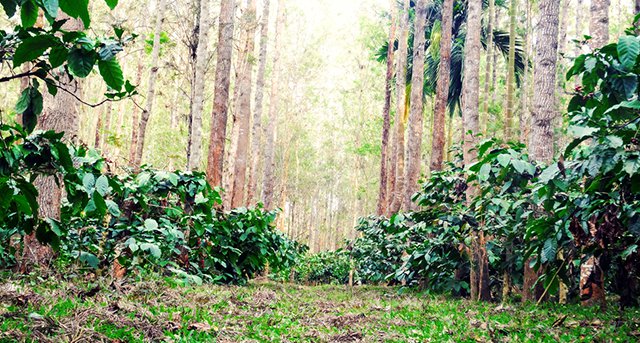 Araku Coffee Plantation India
