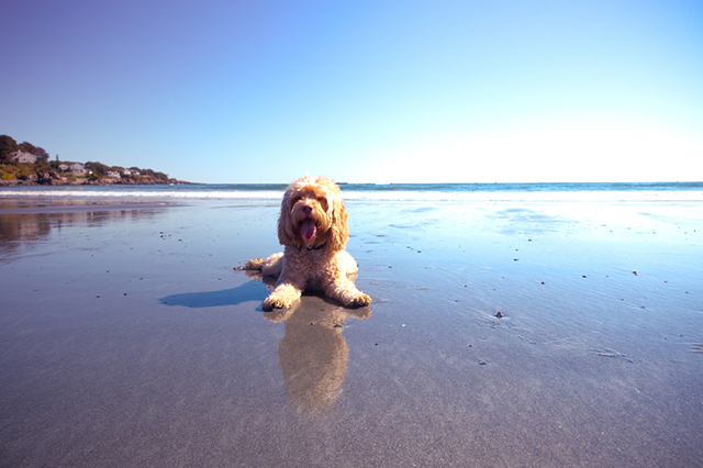 Dog Beaches Long Island