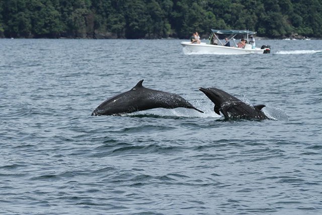 Earthwatch Costa Rica Trips