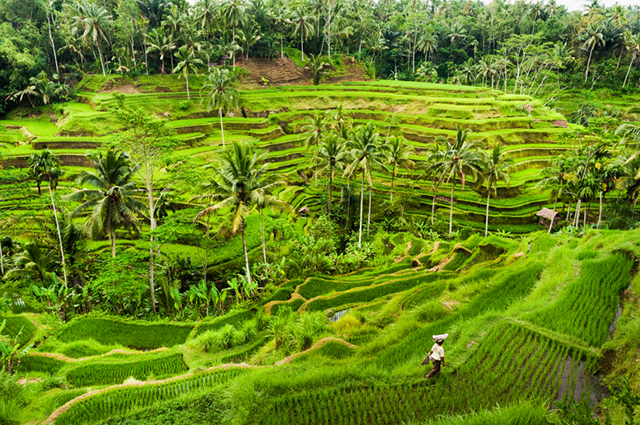 Bali Rice Fields Indonesia
