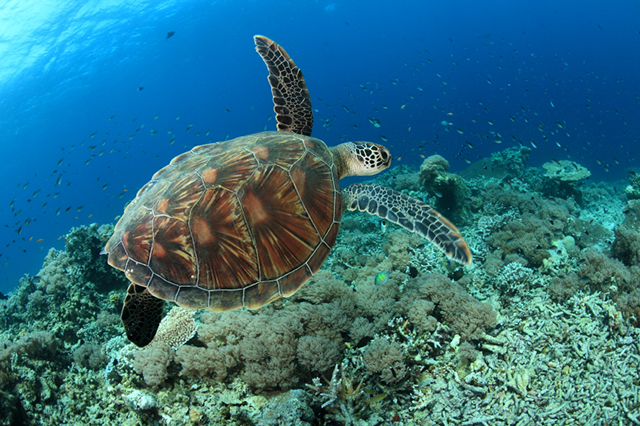 Sipadan Island Malaysia