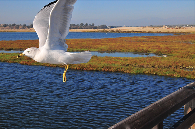 Bolsa Chica Ecological Reserve