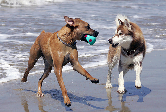 Dog Friendly Beach Huntington