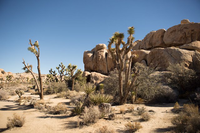 Joshua Tree National Park