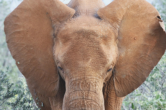 Where to see Elephants Safari