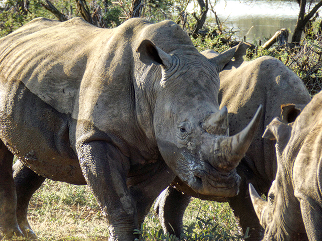 Safari South Africa