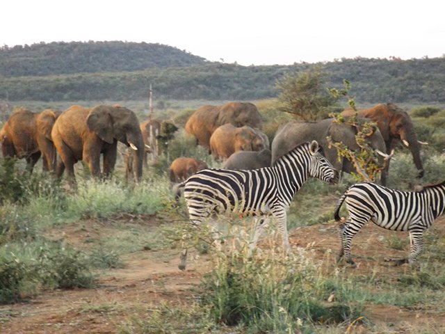 Safari Guide South Africa