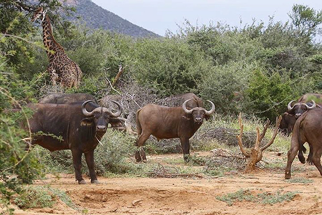 Madikwe Safari