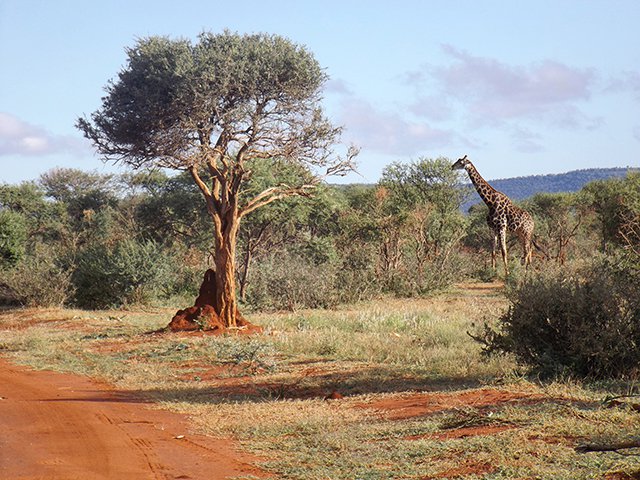 Book a Safari