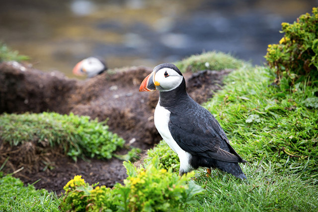 Puffin