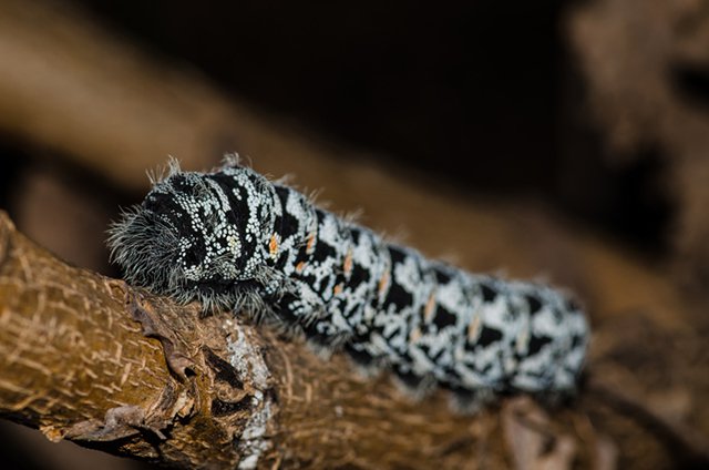 Hairy caterpillar macro mopane worm