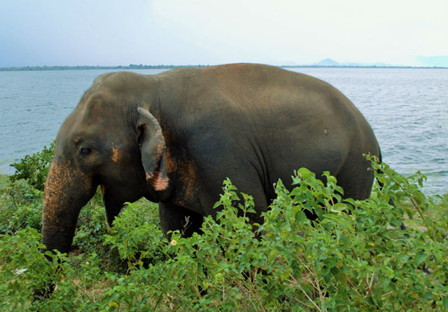 Elephant at Udawalawe Sri Lanka