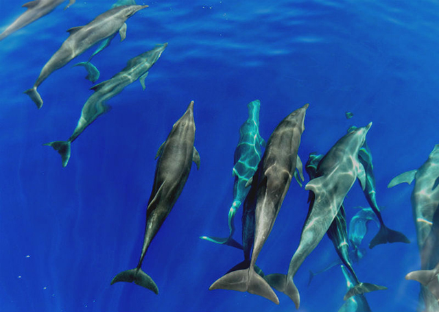 Swim with Dolphins Sri Lanka