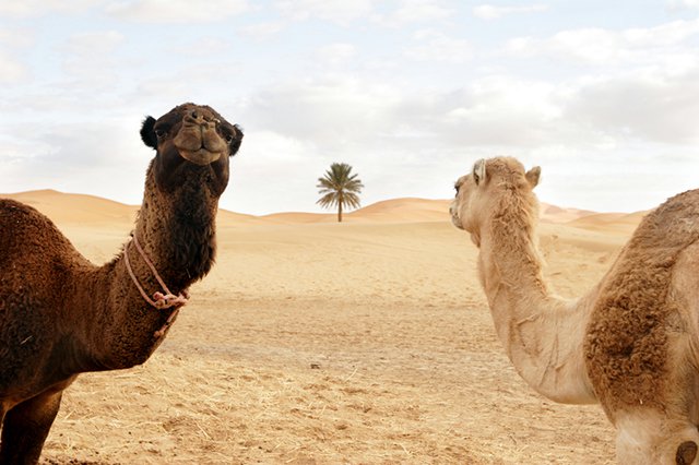 Marrakesh Camel Tours