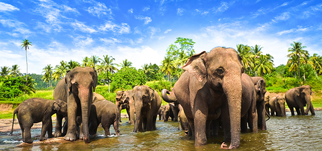 8 Adventures for Curious Travelers Making Their Way Through Sri Lanka hero image
