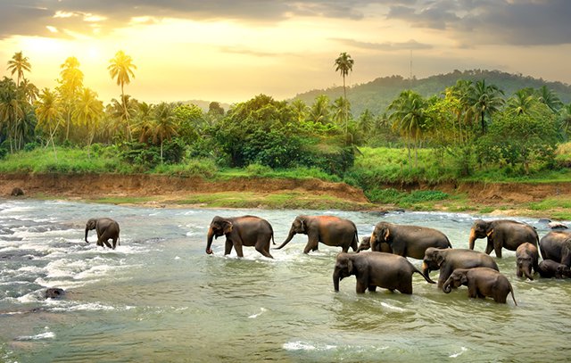 Elephant Travel Destinations