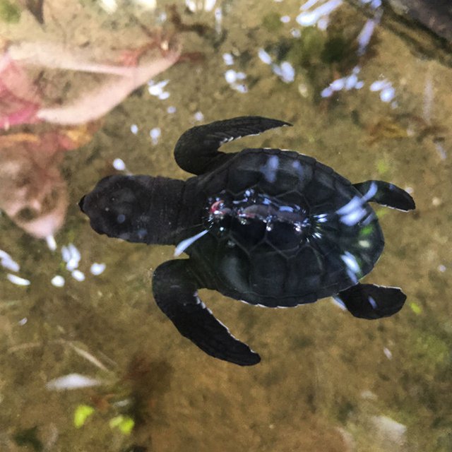 Sea Turtle Sri Lanka