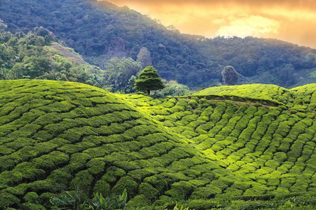 Tea Plantations in Sri Lanka