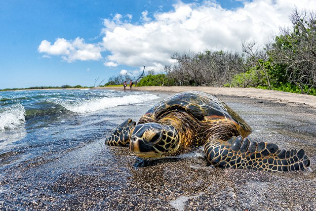 Green Turtle Hawaii