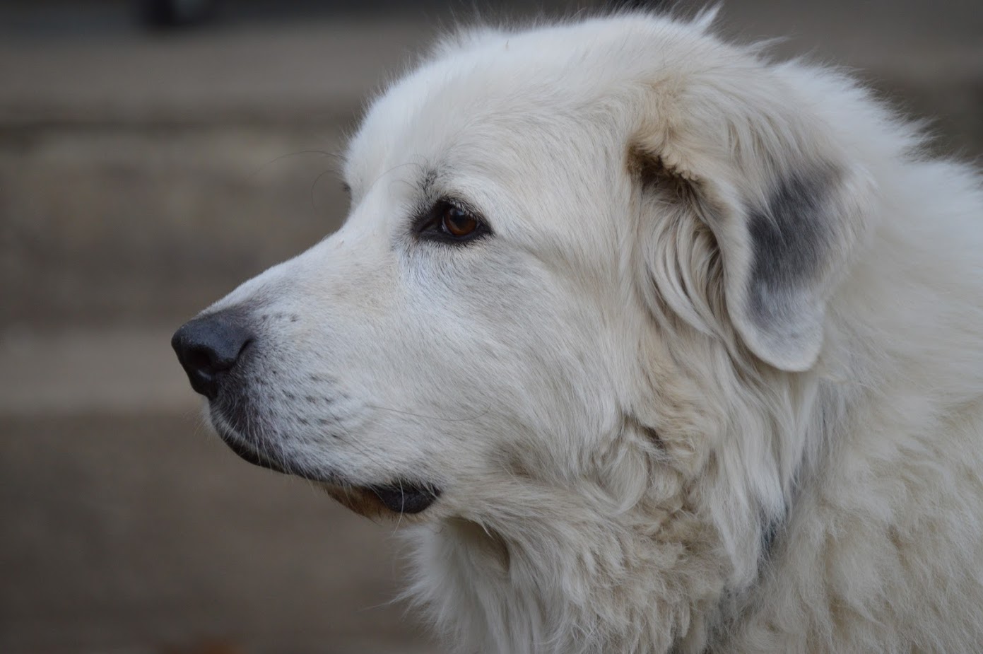 Save On Aspca Pet Insurance For Your Furry Friend Save On Aspca Pet Insurance For Your Furry Friend